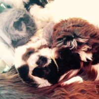 suffolk sheepskins